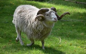 ovan