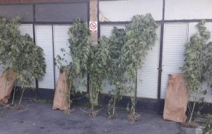 samac-plantaza-1-872x610