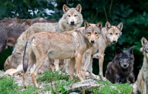 vukovi-872x610