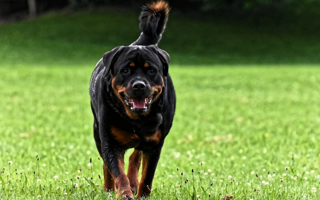 rottweiler-pas