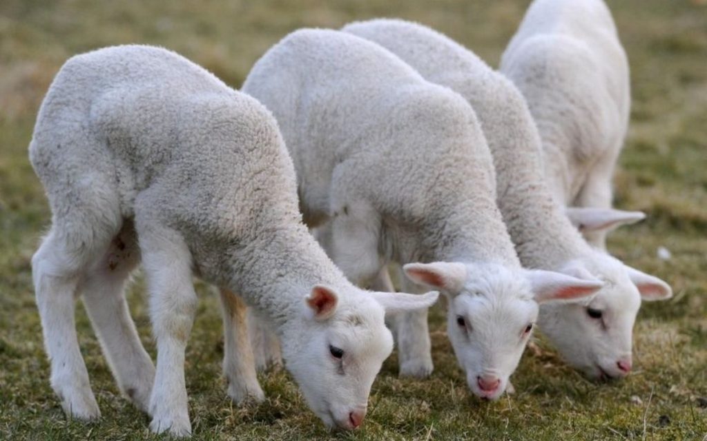 jagnjići-jaganjci_ovce