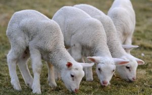 jagnjići-jaganjci_ovce