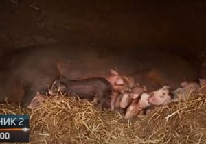 Prasići-Teslić-872x610