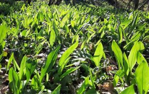 srijemuš-medvjeđi luk