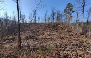 nelegalno-posjecena-suma-sg-borja-2-872x610-1