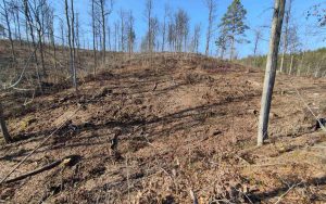 nelegalno-posjecena-suma-sg-borja-3