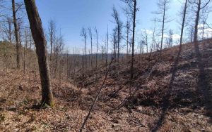 nelegalno-posjecena-suma-sg-borja