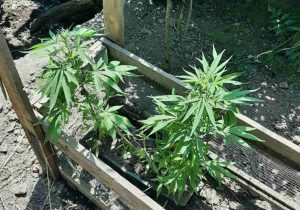 marihuna-doboj-plantaza--872x610