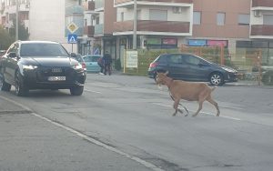 IMG-6b0ba184d29d6be7ded9c0360e490b38-V