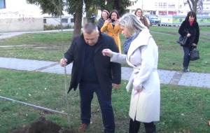 Modrica-drvo-mira-768x383