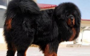 Tibetan-Mastiff-Pics