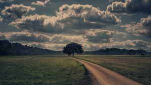 field-g49b1f29fd_1280