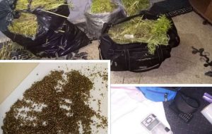 ODUZETA-MARIHUANA-SJEMENKE-872x610