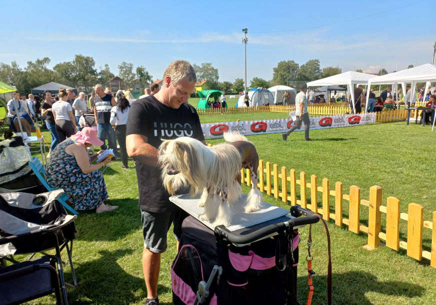 Шамац - изложба паса3