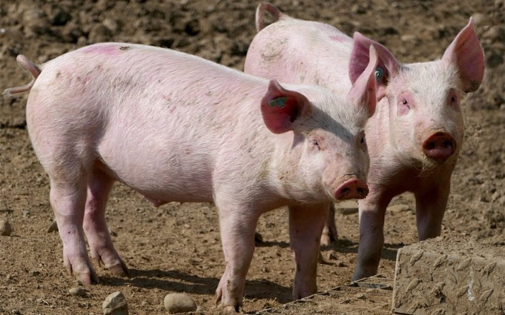 prasići-svinje