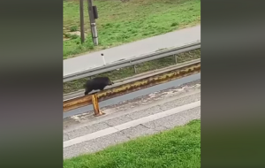 divlja-svinja-e1668344842771