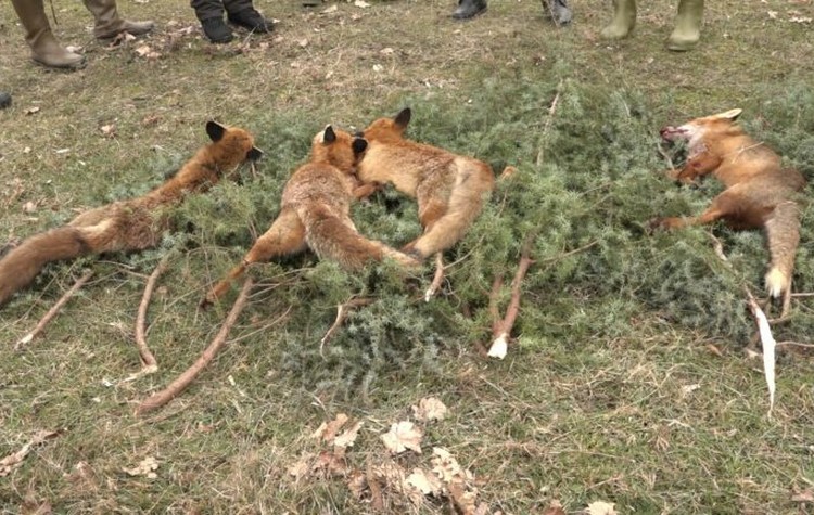 DOBOJ-SAKAL-1-768x432