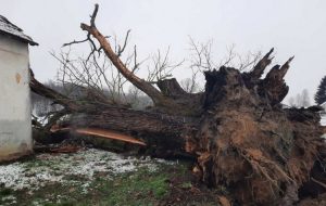 Дервента - срушио се храст који је б