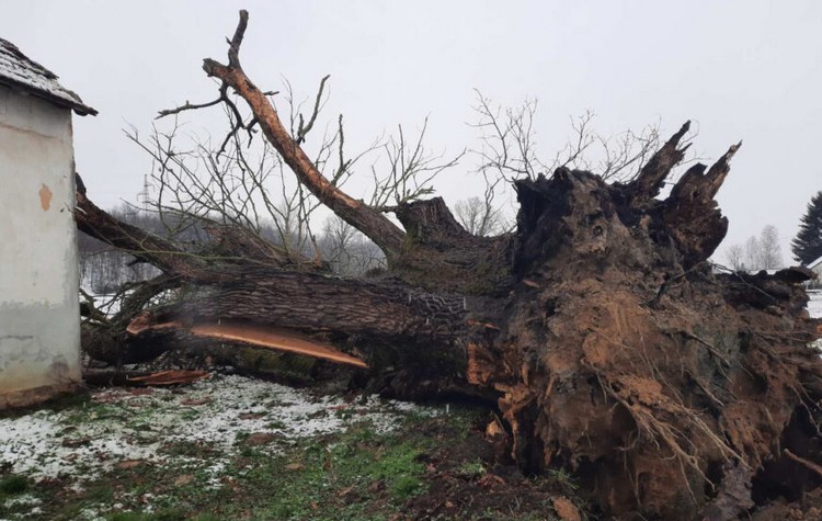 Дервента - срушио се храст који је б