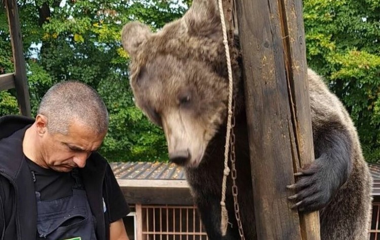 Medvjedice-Maša-i-Ljubica-872x610