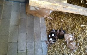 res_1680610714_lijepa-vijest-iz-modrickog-sela-koprivna