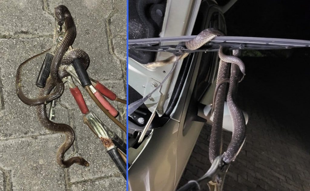 355516823_1624911908003592_8494884187279565192_n