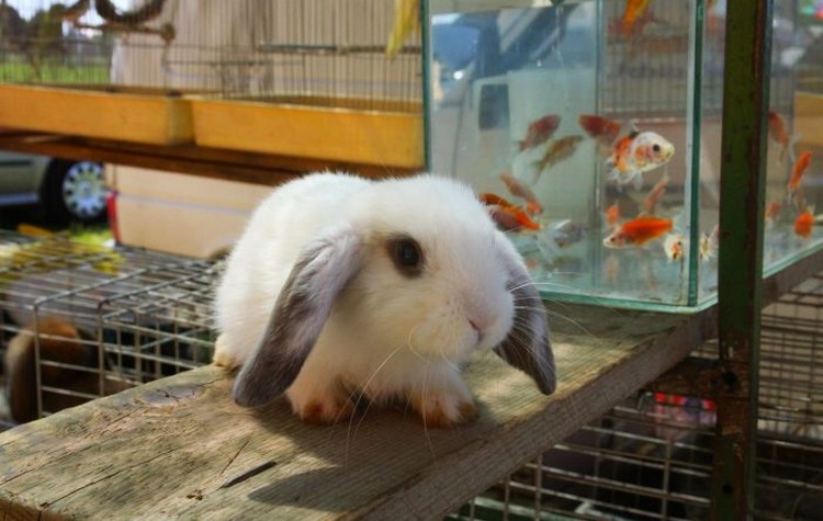 izložba malih kućnih ljubimaca