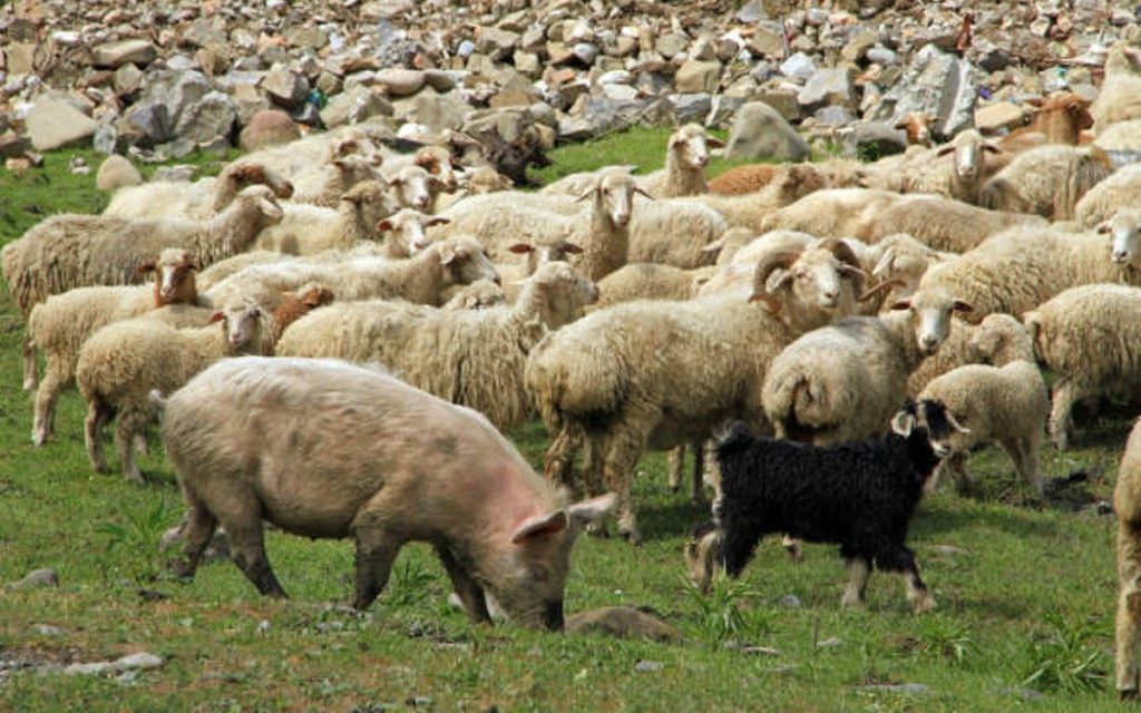 ovce-svinja