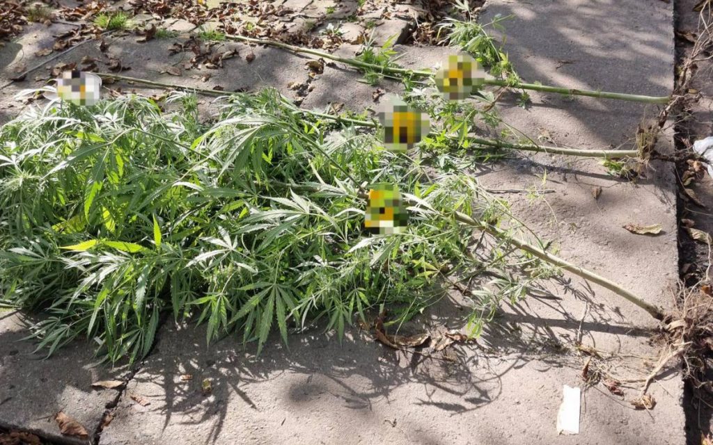 akcija-plantaza-2023-foto-PU-Doboj-1