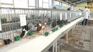 DERVENTA-GOLUBOVI-1-768x432