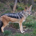 Šakali postaju sve veći problem: Lovac otkriva šta da uradite ako ih sretnete