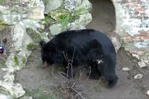 medvjed-sretenje-zoo-uroš