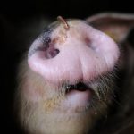 SEZONA SVINJOKOLJA NA PRAGU: Pogledajte koliko koštaju tovljenici i zašto više volimo polutke