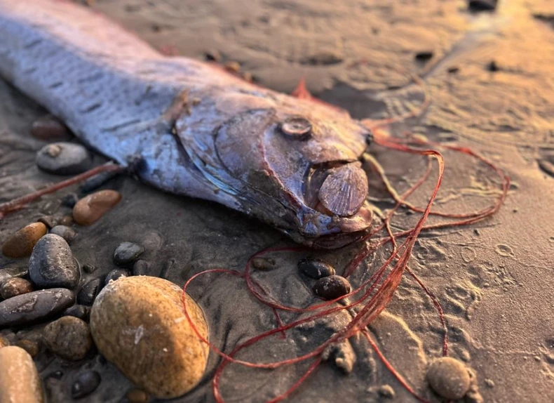 YwZk9kpTURBXy80ODMyODE0Zjg5NWRlOTVjYmJmNjczMTgxNGQ1Mjk0MC5qcGeRkwLNAxYA3gABoTAF