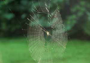 pauk-paukova-mreza-
