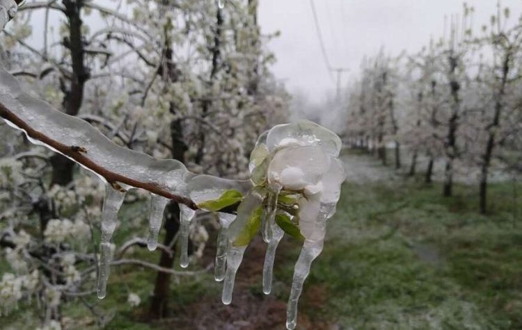 mraz-voćnjak
