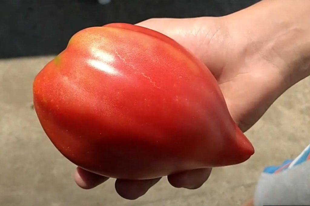 paradajz-volovsko srce