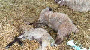 res_1747668587_psi-lutalice-napali-stado-ovaca-u-boljanicu-kod-doboja