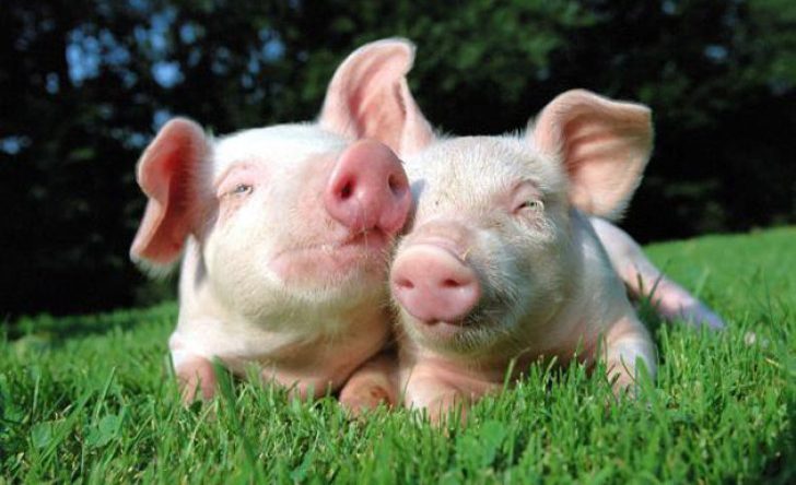 svinje-prasići