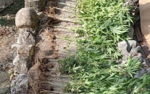 20250801103100_919319