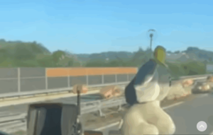 Auto-put-9-januar-nezgoda-iz-kamiona-ispao-pa-se-rasuo-veliki-teret-768x490