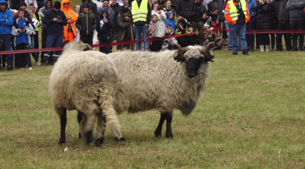 Screenshot_4-10-1024x569