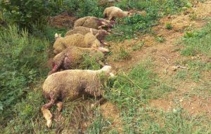 res_1755874072_domacinu-iz-dobojske-tekucice-poklane-ovce