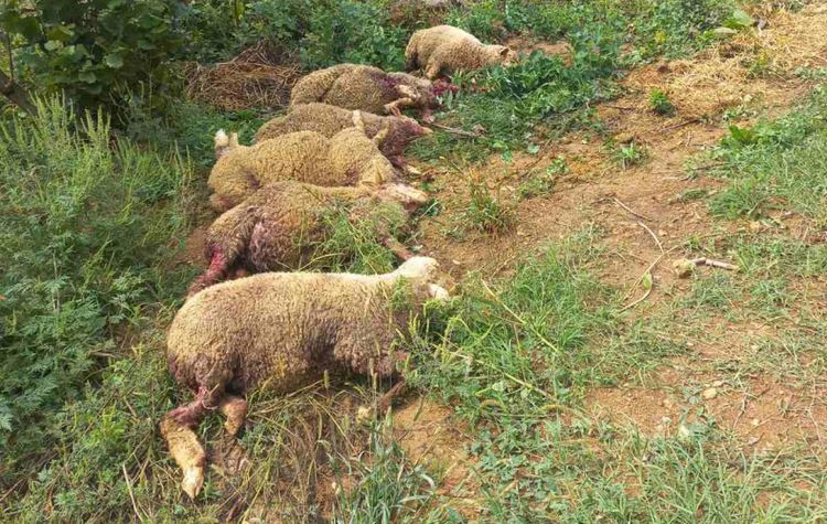 res_1755874072_domacinu-iz-dobojske-tekucice-poklane-ovce