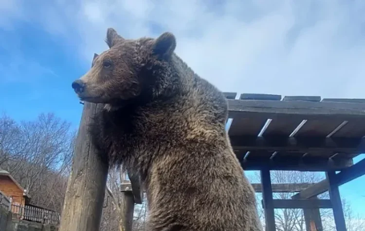 Maša-Ljubica-medvjedi-Ozren-800x903