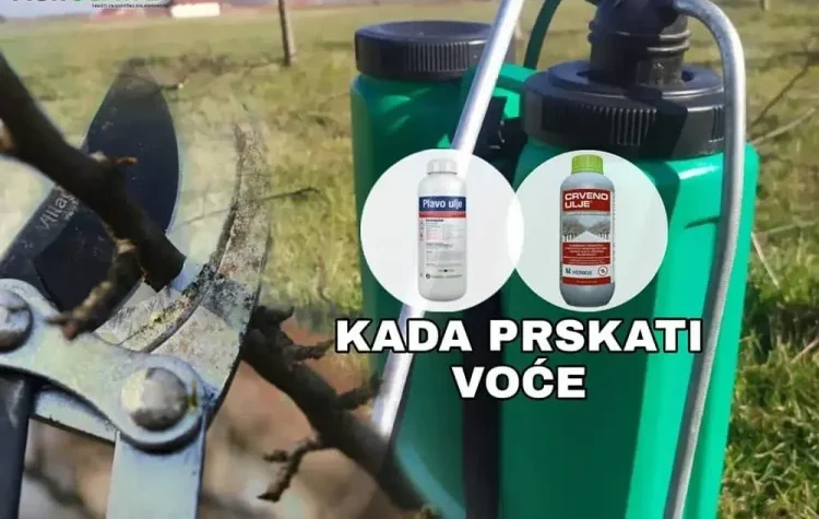 PRSKANJE-VOĆAKA-