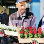 Grad Doboj obezbijedio 12.100 sadnica, počela podjela (VIDEO)