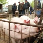 Oglasili se uzgajivači: Pogledajte koliko su prasići koštali za Đurđevdan, stižu nove cijene