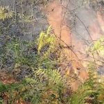 Vatra ne prestaje da se širi: Požar u Osojnici zahvatio 200 dunuma mješovite šume (VIDEO)