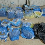 Akcija „Vakum“ u Doboju: Pronađene 93 stabljike i 17 kilograma marihuane, uhapšene 2 osobe (FOTO)